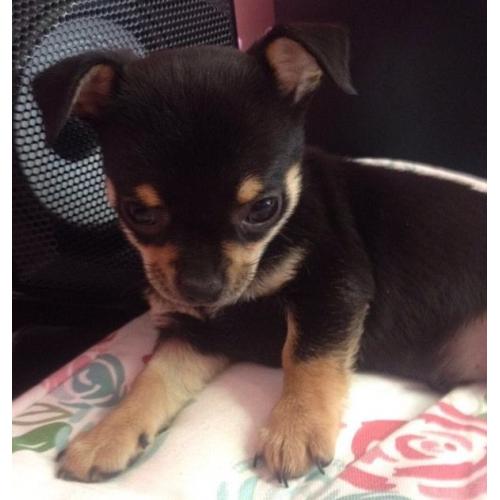 Chihuahua girl ready