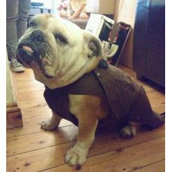 Dog coat.