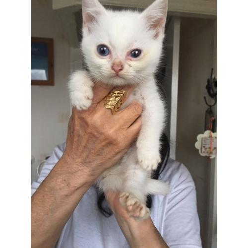 Persian cross ragdoll kitten