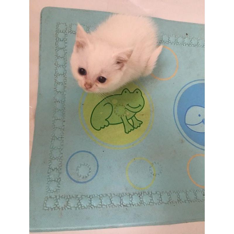 Persian cross ragdoll kitten