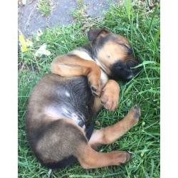 AMERICAN X FRENCH X ENGLISH MATISFF PUPPY