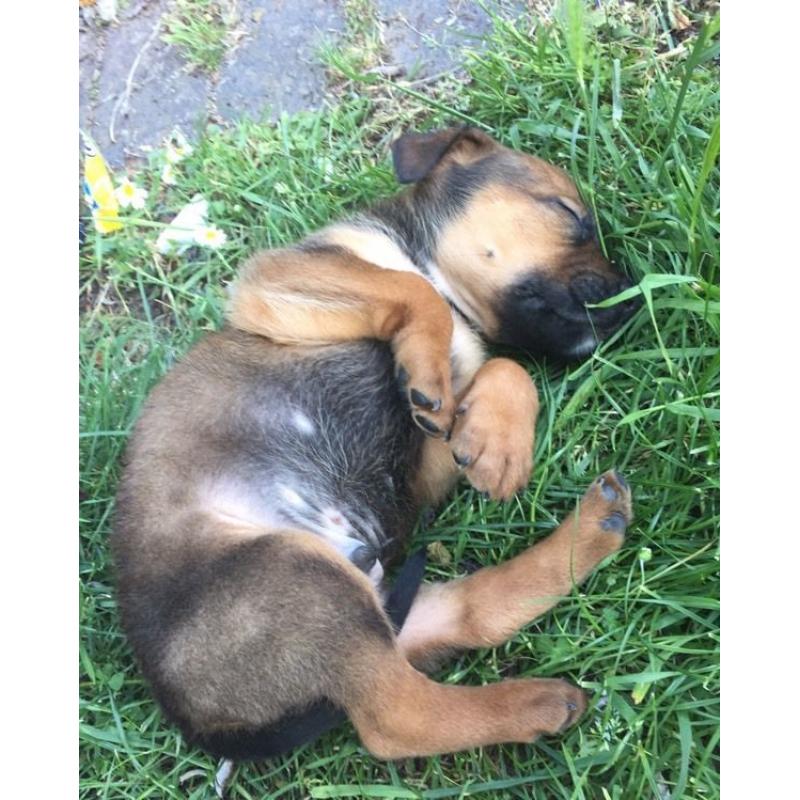 AMERICAN X FRENCH X ENGLISH MATISFF PUPPY