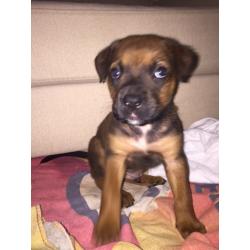 AMERICAN X FRENCH X ENGLISH MATISFF PUPPY