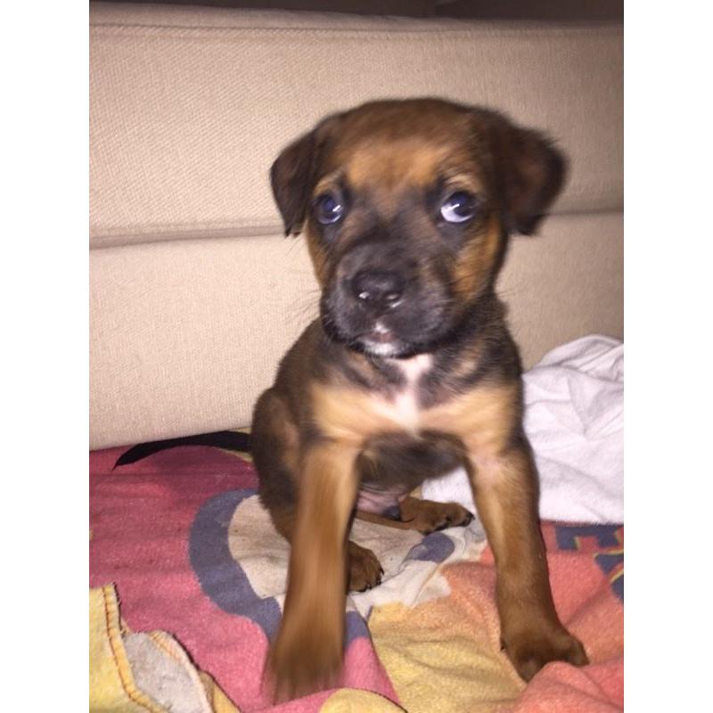 AMERICAN X FRENCH X ENGLISH MATISFF PUPPY