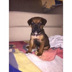 AMERICAN X FRENCH X ENGLISH MATISFF PUPPY