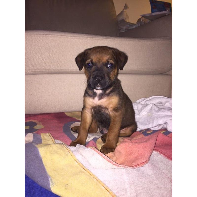 AMERICAN X FRENCH X ENGLISH MATISFF PUPPY