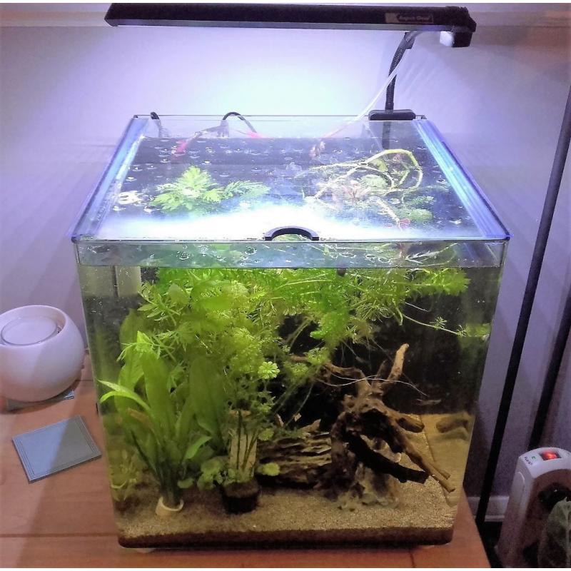 Aqua Nano 40 55lt tank + fish + accessories