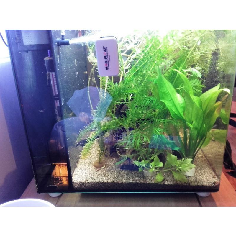 Aqua Nano 40 55lt tank + fish + accessories