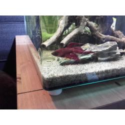 Aqua Nano 40 55lt tank + fish + accessories