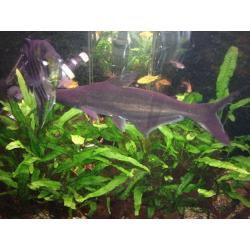 large blind Pengasius tropical fish. Approx 23cm long.