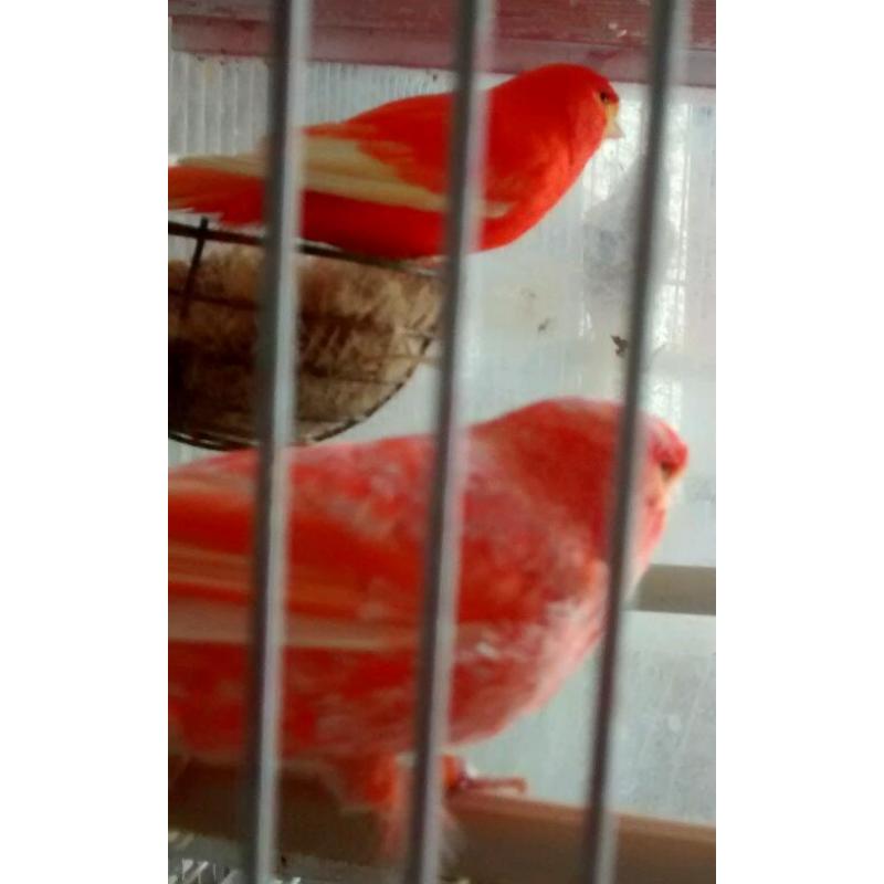 Canary for sale