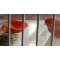 Canary for sale