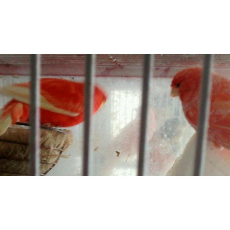 Canary for sale