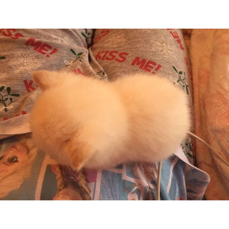 Kittens