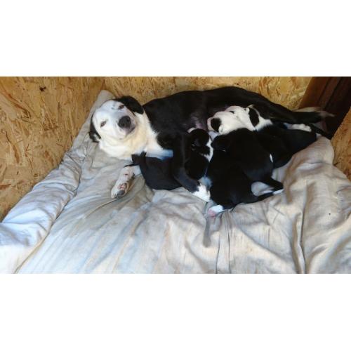 Border Collie puppies, 3 girls and 2 boys available. rehome at 8 weeks old.