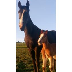 Grace, Dutch warmblood x Filly
