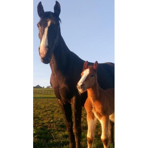 Grace, Dutch warmblood x Filly
