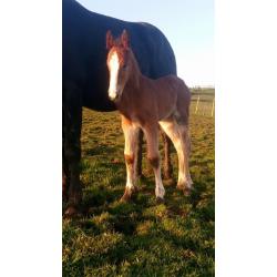 Grace, Dutch warmblood x Filly