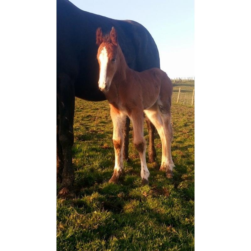 Grace, Dutch warmblood x Filly