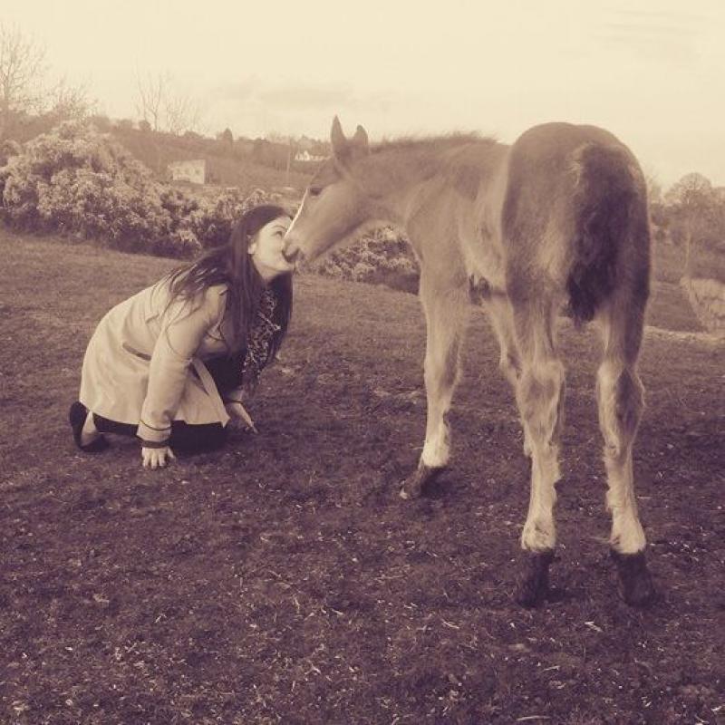 Grace, Dutch warmblood x Filly