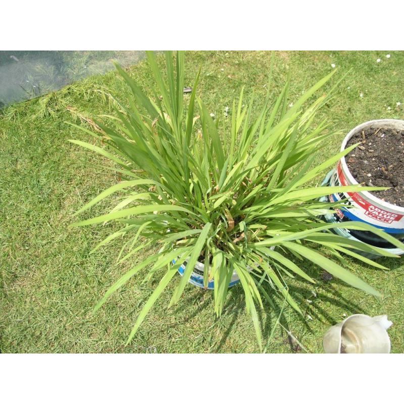 15 Garden Plants / Shrubs inc Palm tree, Monkey Puzzle Tree,Montbrecia etc etc Weymouth