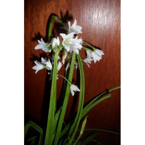 WILD GARLIC BULB'S