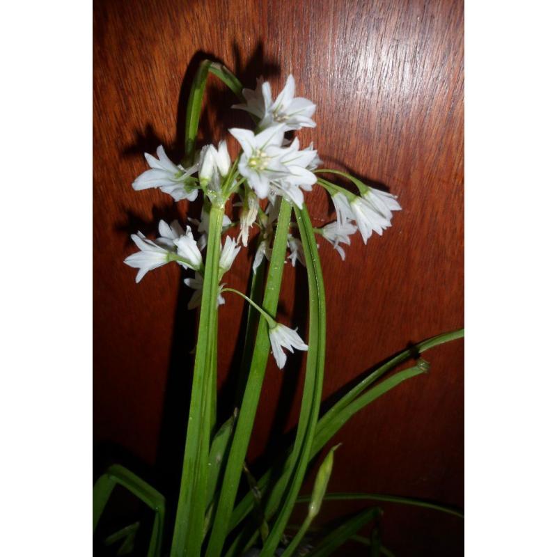 WILD GARLIC BULB'S
