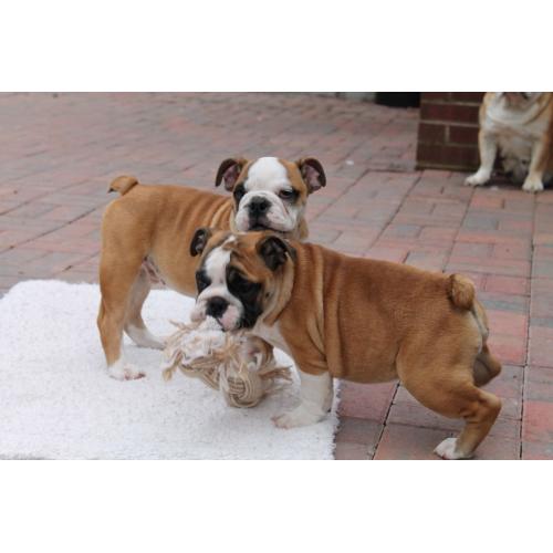 english bulldog puppies for sale