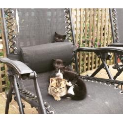 Kittens for sale