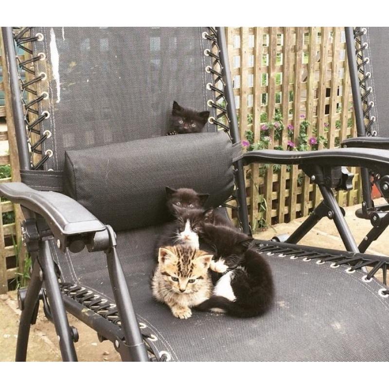 Kittens for sale
