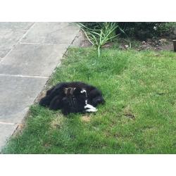 Kittens for sale