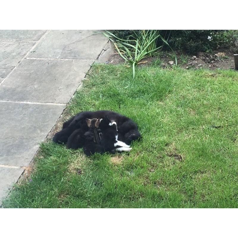 Kittens for sale
