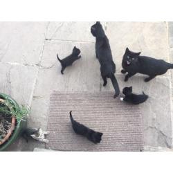 Kittens for sale