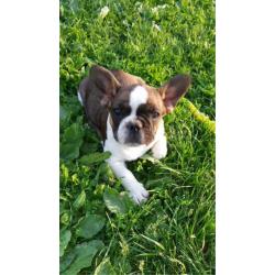 Full breed French bulldog