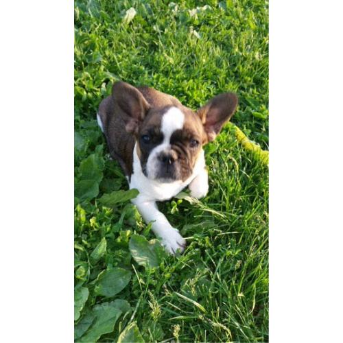 Full breed French bulldog