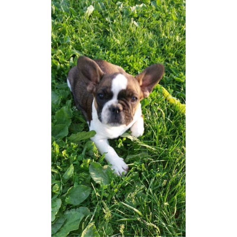 Full breed French bulldog