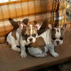 Full breed French bulldog