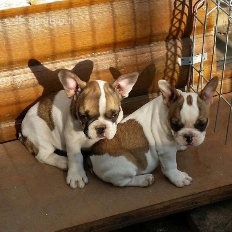 Full breed French bulldog