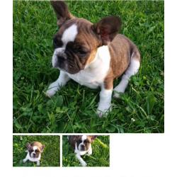 Full breed French bulldog