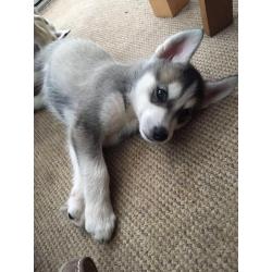 Alaskan Malamute Puppies