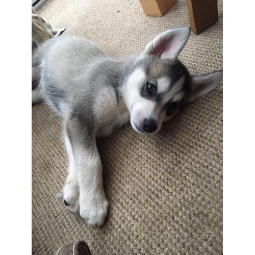 Alaskan Malamute Puppies