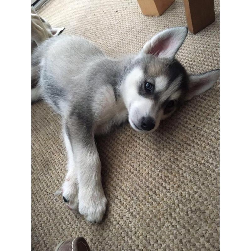 Alaskan Malamute Puppies