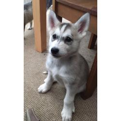Alaskan Malamute Puppies