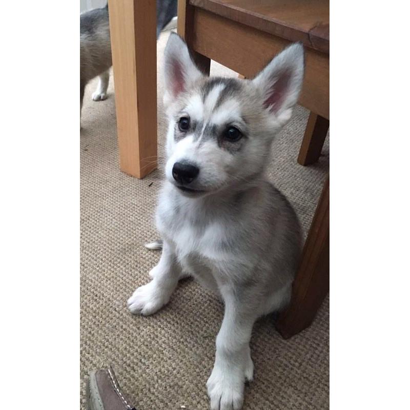 Alaskan Malamute Puppies