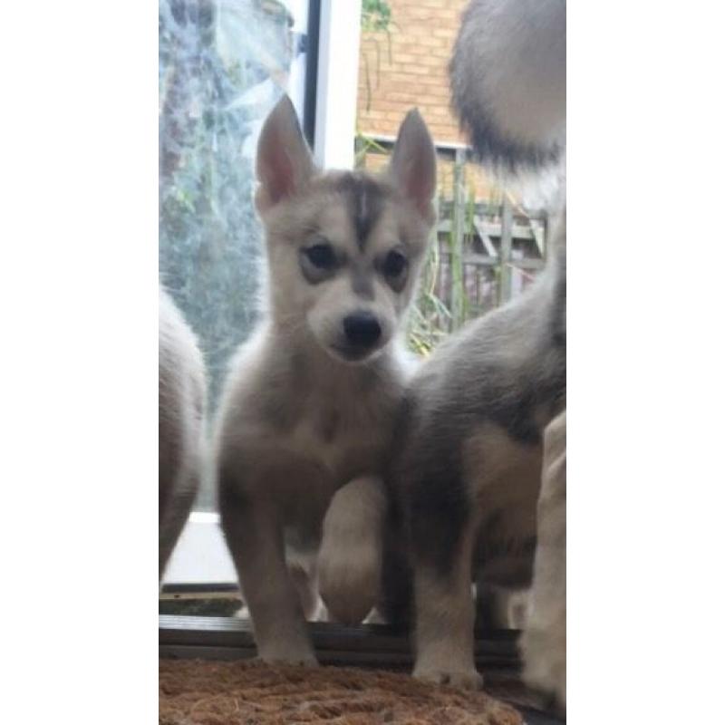 Alaskan Malamute Puppies