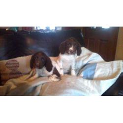 ENGLISH SPRINGER SPANIEL PUPPIES