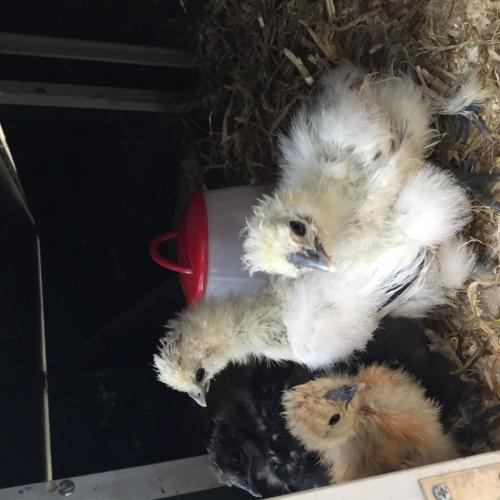 Silkie chickens and coupe for sale