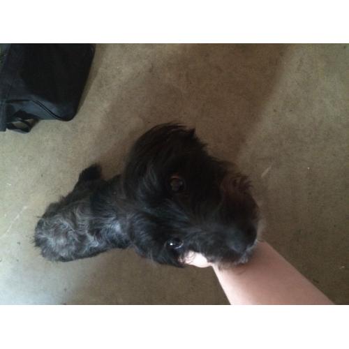 Male jackrussell cross Yorkshire terrier