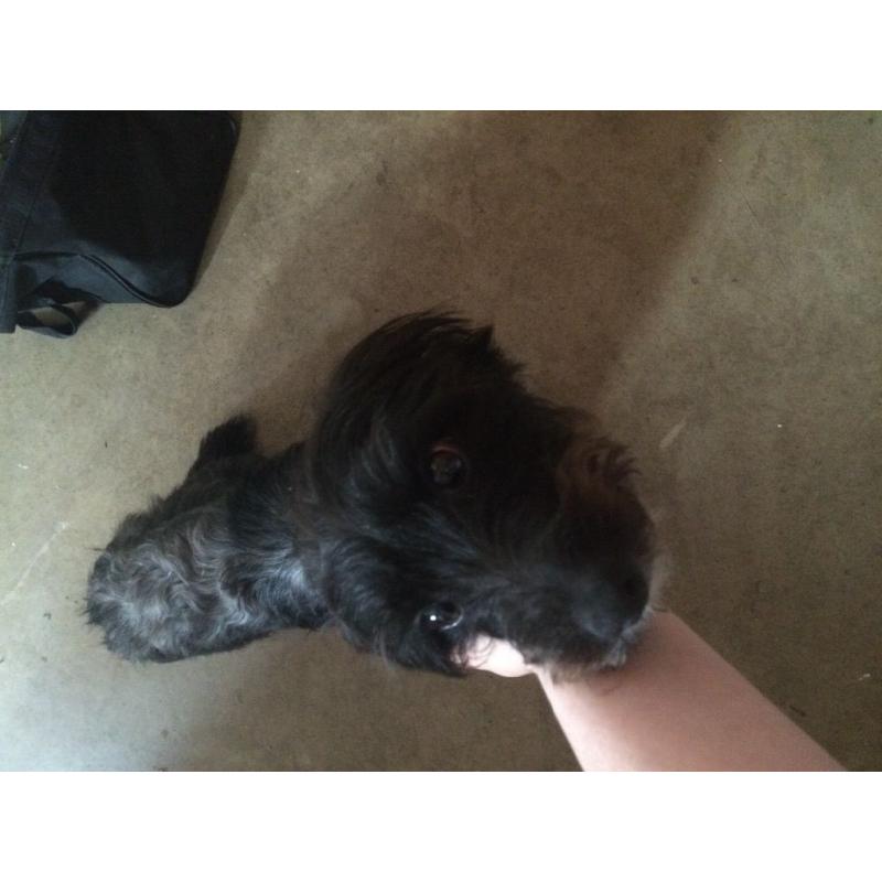 Male jackrussell cross Yorkshire terrier