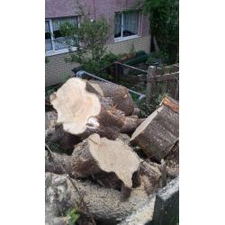 Tree logs/stumps